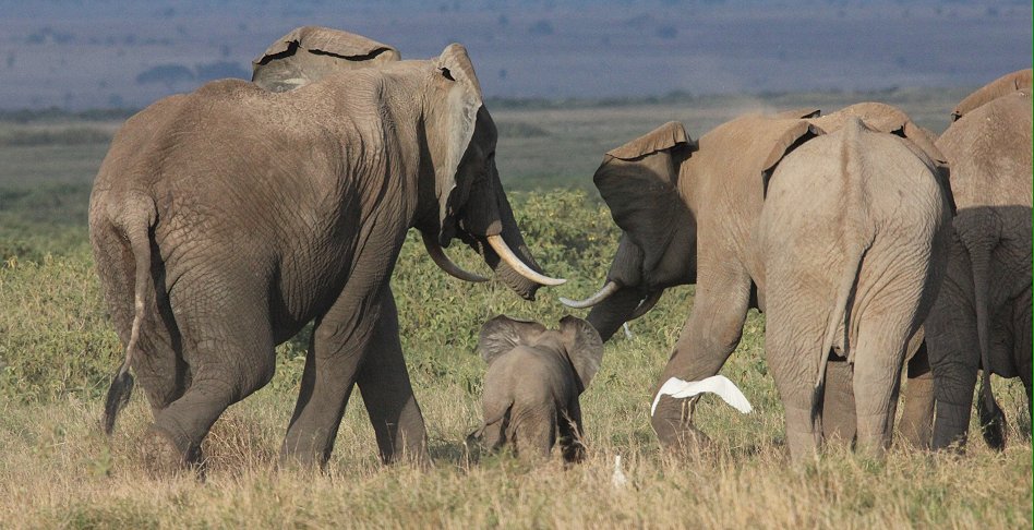 Elefanten im Amboseli Park