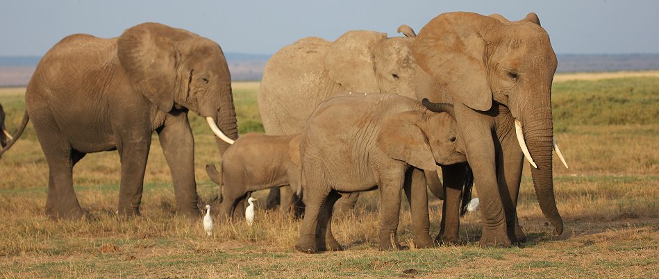 Elefanten im Amboseli Park
