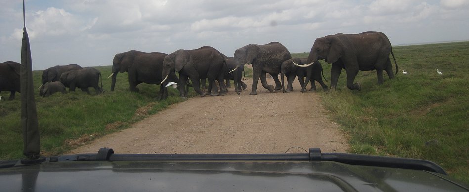 Elefanten im Amboseli Park