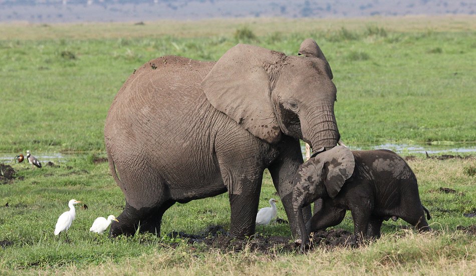 Elefanten im Amboseli Park
