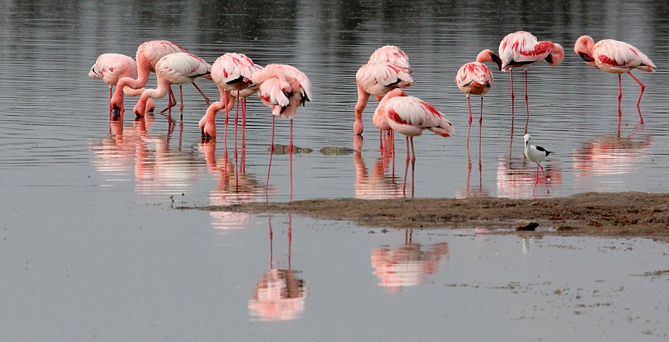 Rosa- und Zwergflamingosim Amboseli Park