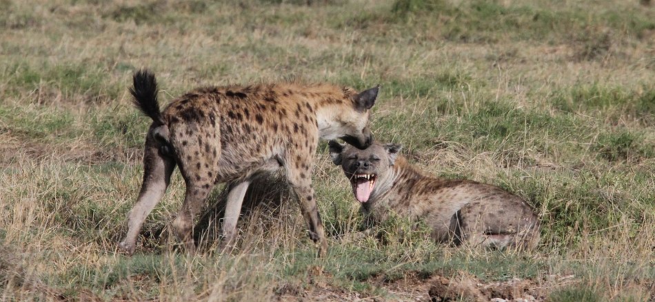 Tüpfelhyänen im Amboseli Park