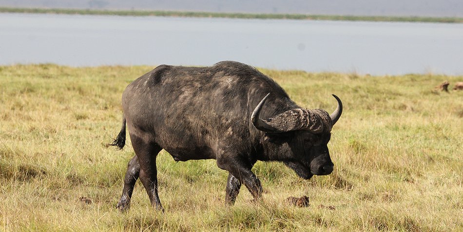 Kaffernbüffel im Amboseli Park