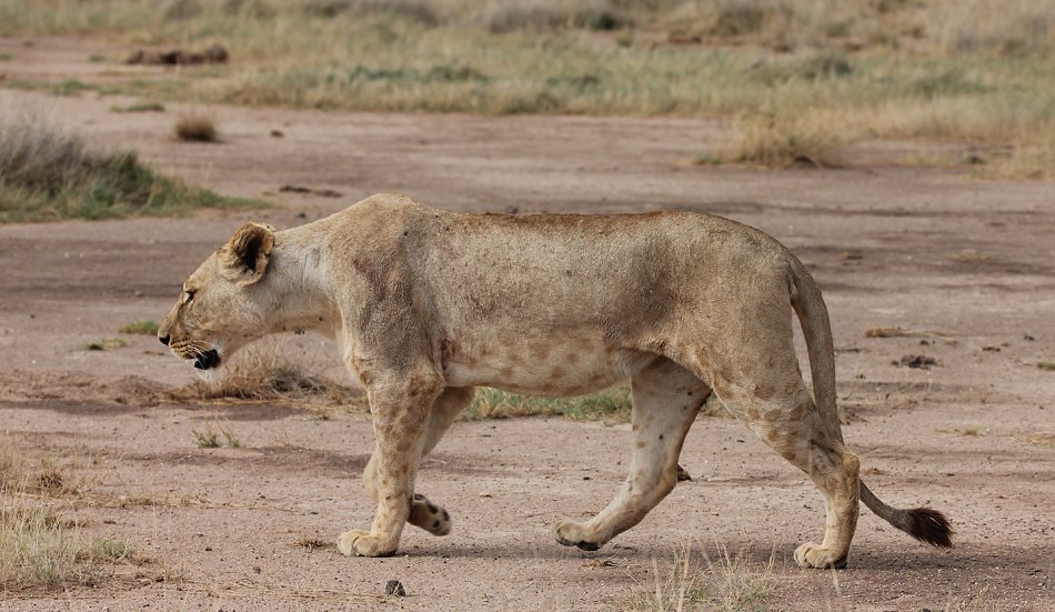 Löwen im Amboseli Park