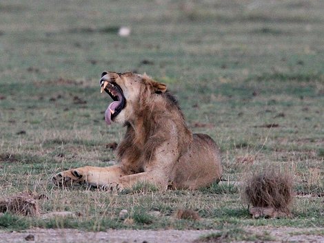 Löwen im Amboseli Park