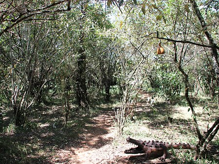 Mara Bush Camp - Private Wing, Ol Are Orok River Masai Mara