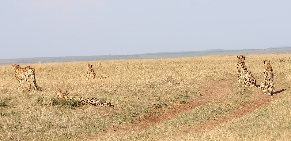 Tano Bora meets hyena