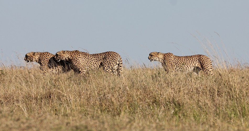 Tano Bora fight with hyena