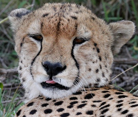 fünf Geparden, Tano Bora, Masai Mara Oktober 2020