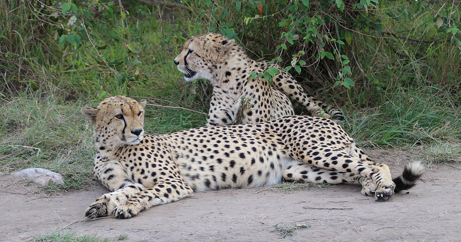fünf Geparden, Tano Bora, Masai Mara Oktober 2020