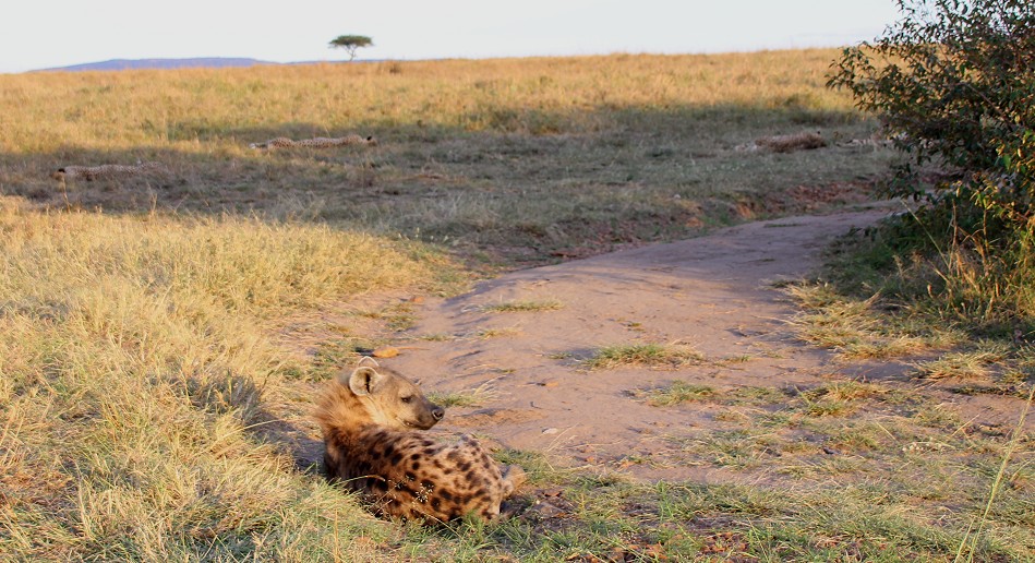 5 cheetah, Tano Bora, Hyena encounter October 2020