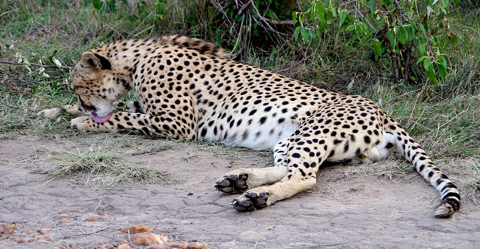fünf Geparden, Tano Bora, Masai Mara Oktober 2020