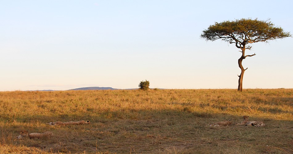 fünf Geparden, Tano Bora, Masai Mara Oktober 2020