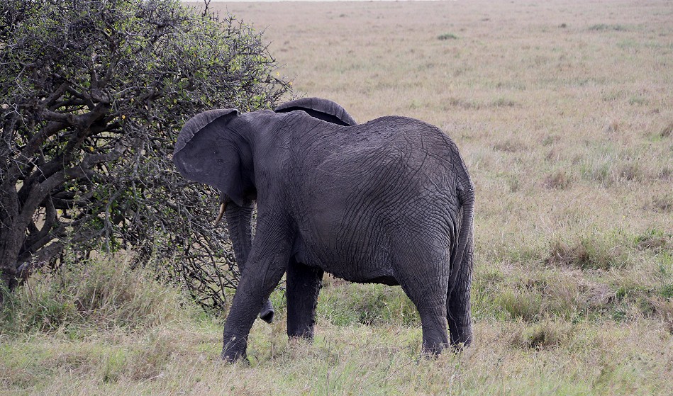 Elephant - Tano Bora Cheetah encounter