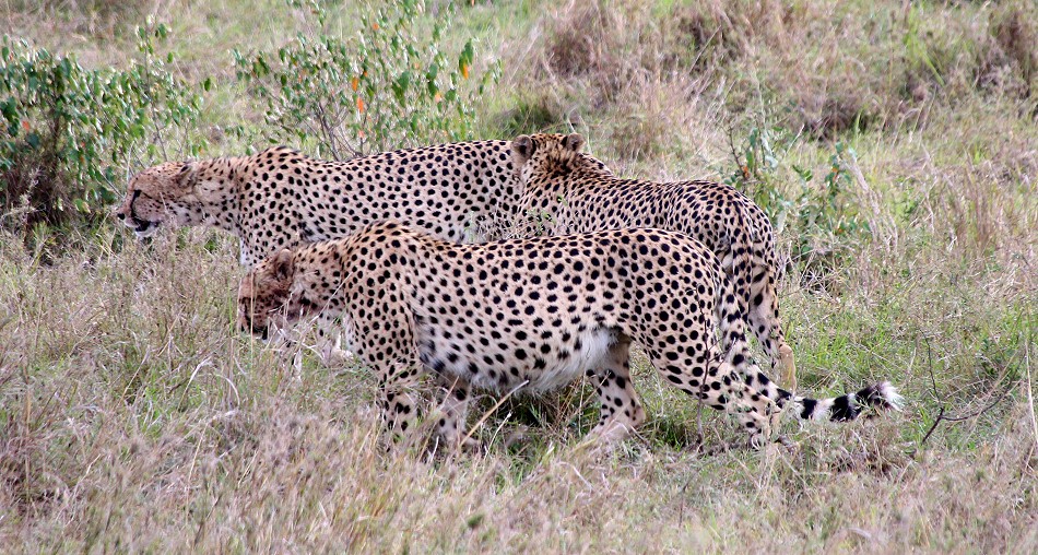 Elephant - Tano Bora Cheetah encounter