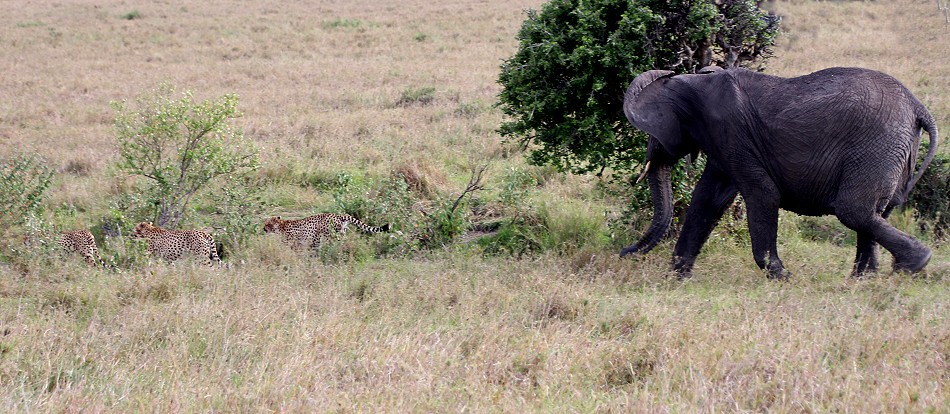 Elephant - Tano Bora Cheetah encounter