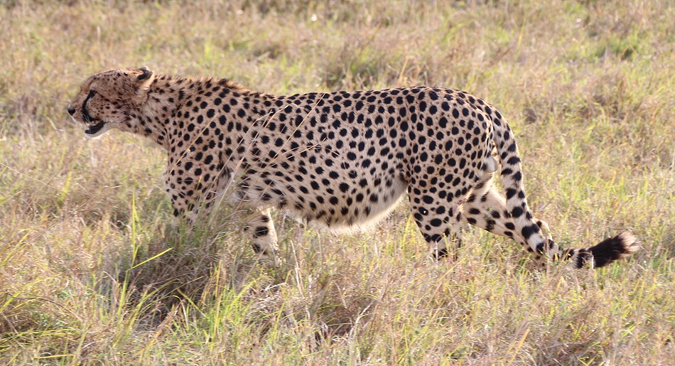Elephant - Tano Bora Cheetah encounter