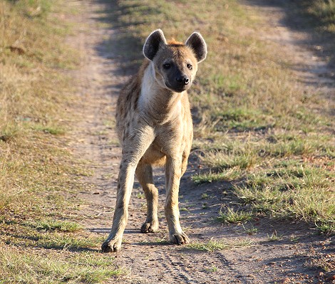 Tano Bora meets hyena
