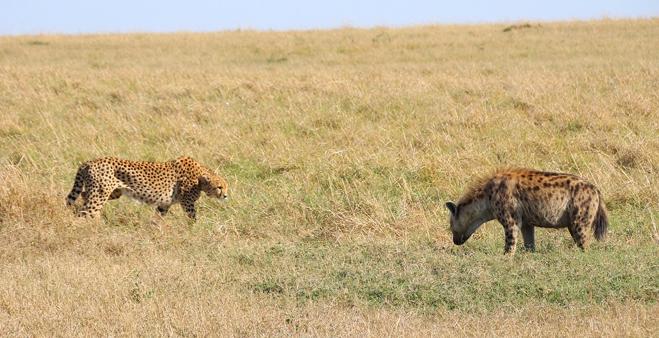 Tano Bora fight with hyena