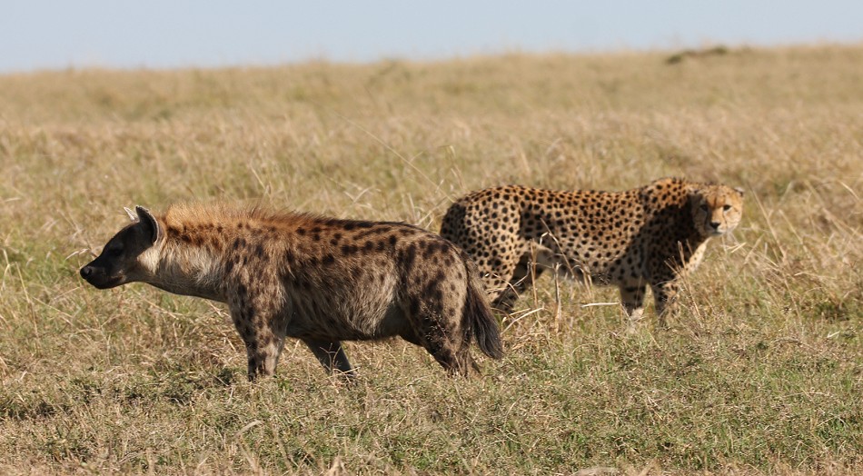 Tano Bora fight with hyena