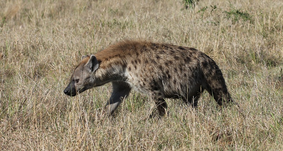 Tano Bora fight with hyena