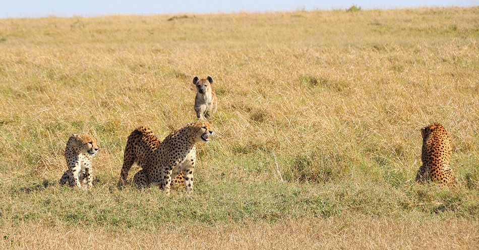 Tano Bora fight with hyena