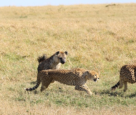 Tano Bora fight with hyena