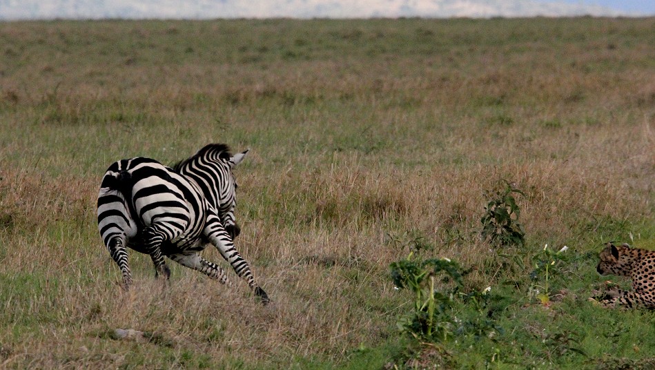 Tano Bora, 5 Geparden jagen Zebras