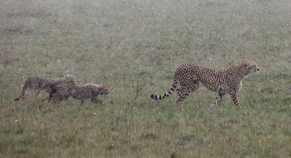 Geparden im Regen, Masai Mara