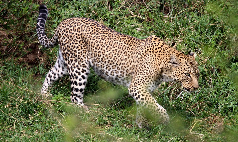 Leopard Bahati