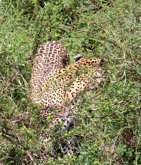 Leopard Bahati