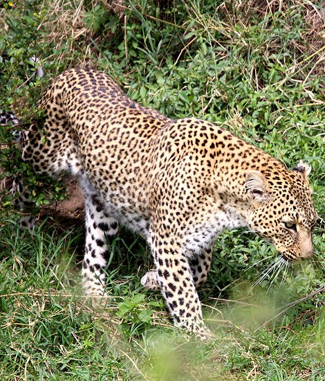 Leopard Bahati