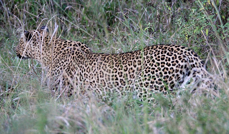 Leopard, Bahati
