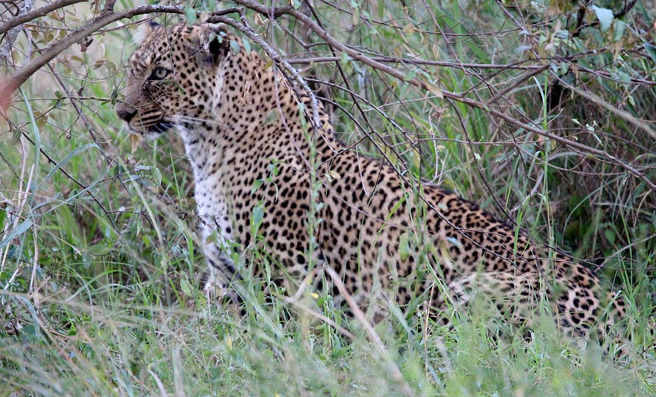Leopard, Bahati