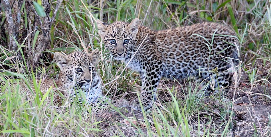 Bahati Cubs 2020