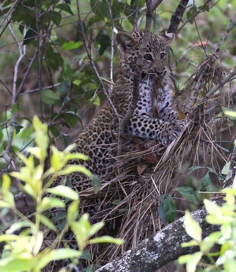 Bahati, Leopardenbabys 2020