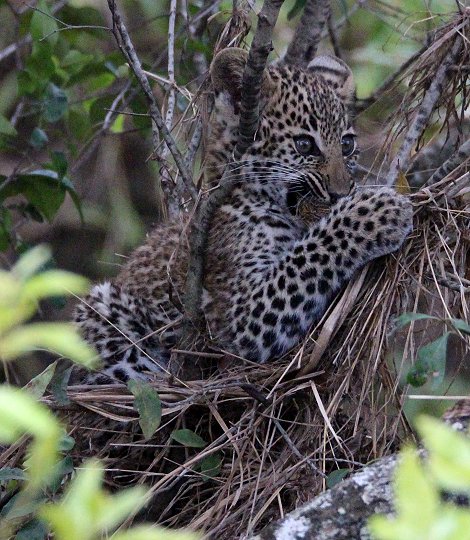 Bahati, Leopardenbabys 2020
