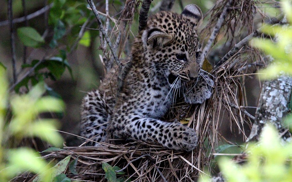 Bahati, Leopardenbabys 2020