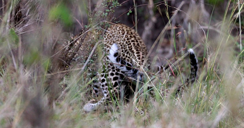 Bahati, Leopardenbabys 2020