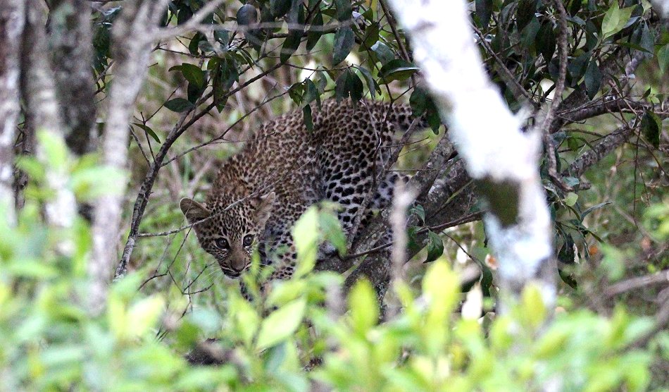 Bahati, Leopardenbabys 2020