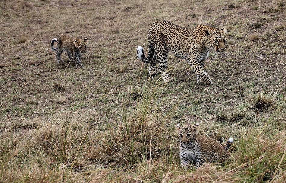 Leopard, Bahati mit ihren Jungen 2020