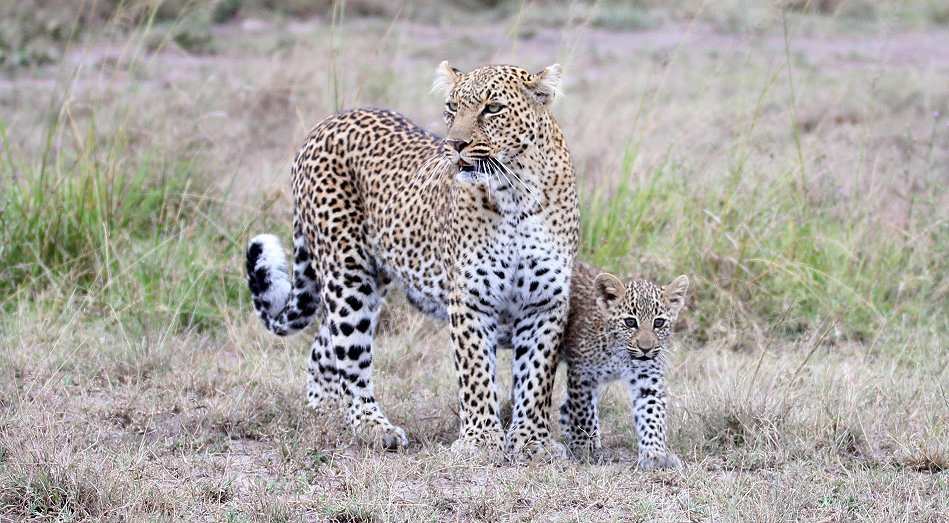 Leopard, Bahati mit ihren Jungen 2020
