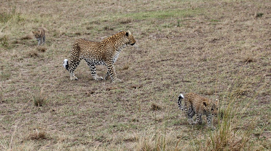 Leopard, Bahati mit ihren Jungen 2020