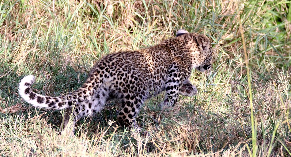 Bahati Cubs 2020