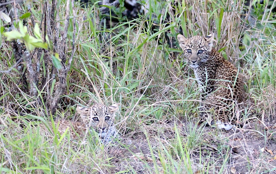 Bahati Cubs 2020
