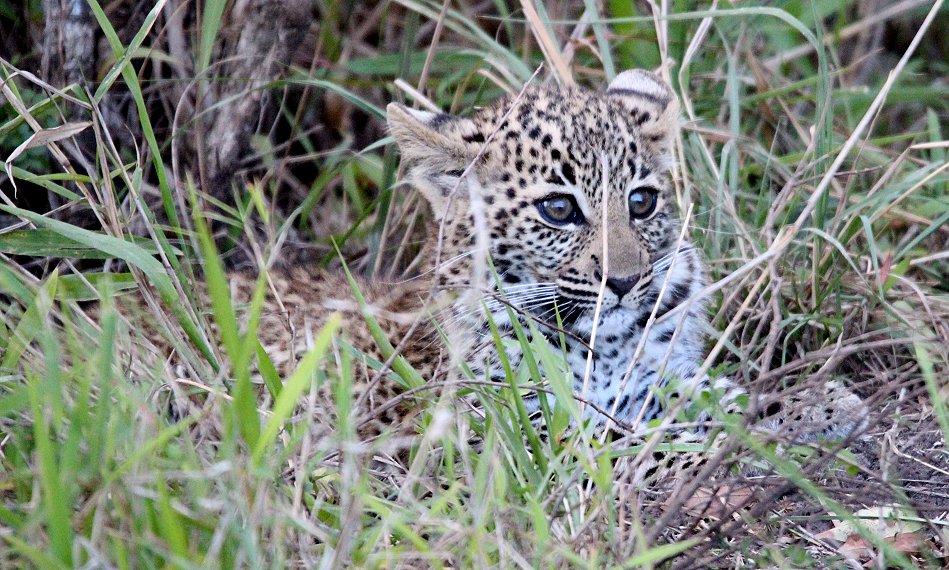 Bahati Cubs 2020
