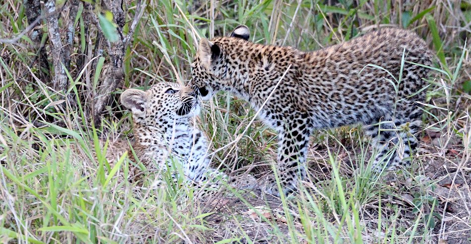 Bahati Cubs 2020