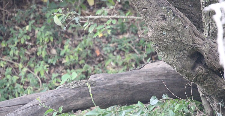 Leopard, Kaboso