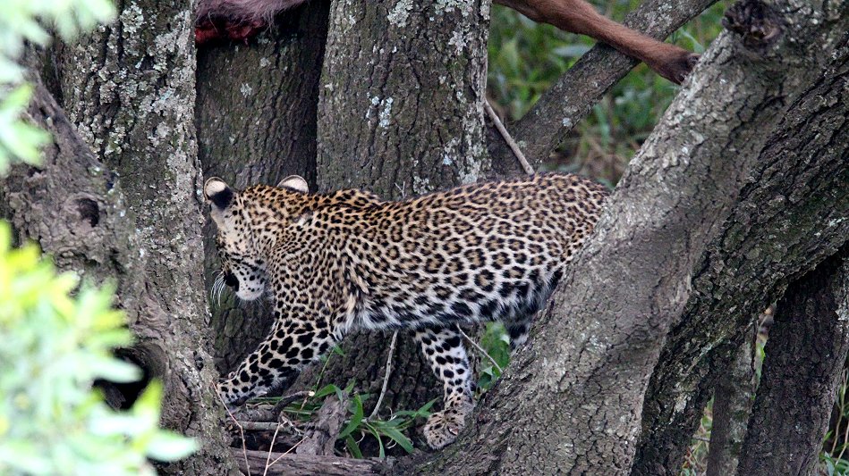 Leopard, Kaboso