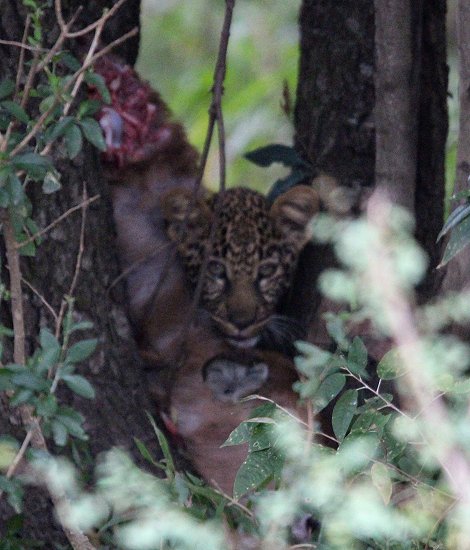 Leopard, Kaboso
